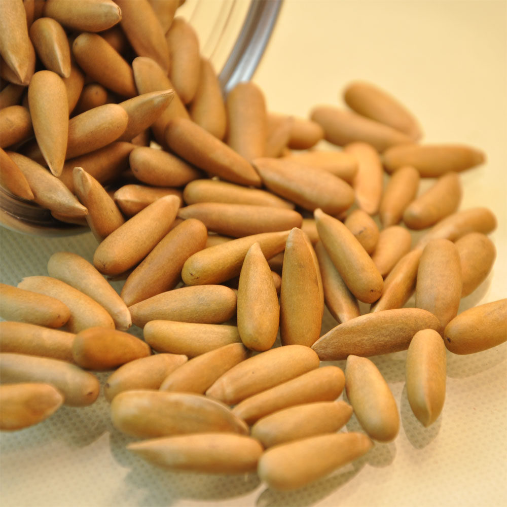 罐装进口特级新货手剥巴西松子500g仁饱满 特产坚果零食炒货包邮