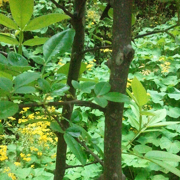 入地金牛 红心刺刁根 红倒钩簕 两背针 双面针 双面刺 两面针