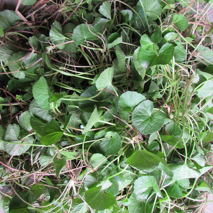 农家自挖大源野生中药材新鲜崩大碗马蹄草雷公根灯盏菜积雪草500g