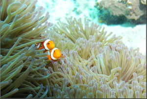 三亚旅游 大东海潜水 摩托艇 香蕉船 飞鱼拉伞