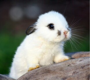 北京地区 小黑兔 宠物兔子小白兔 小灰兔子 兔宝宝幼崽 可选公母