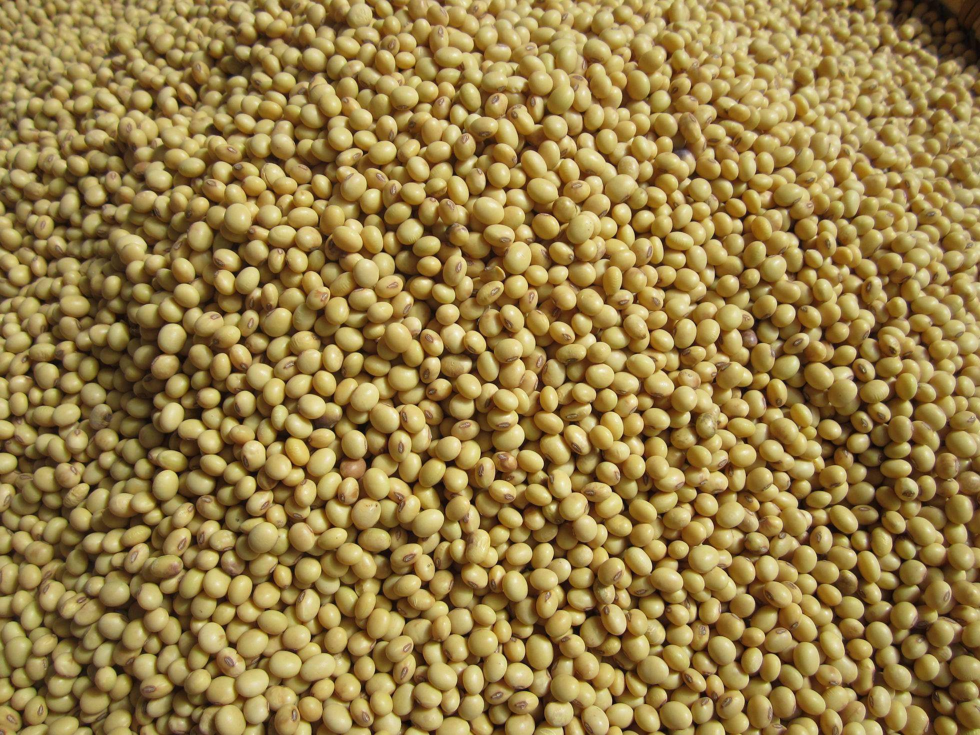 巴马特产小黄豆 植物肉大豆绿色的乳牛 小粒椭圆型老品种非转基因