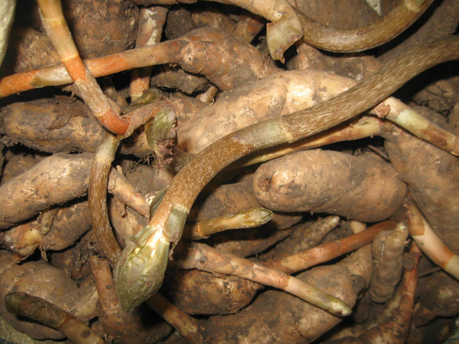 野生中国大陆长白山天麻 视频实拍真实采集过程200克天麻礼盒真品