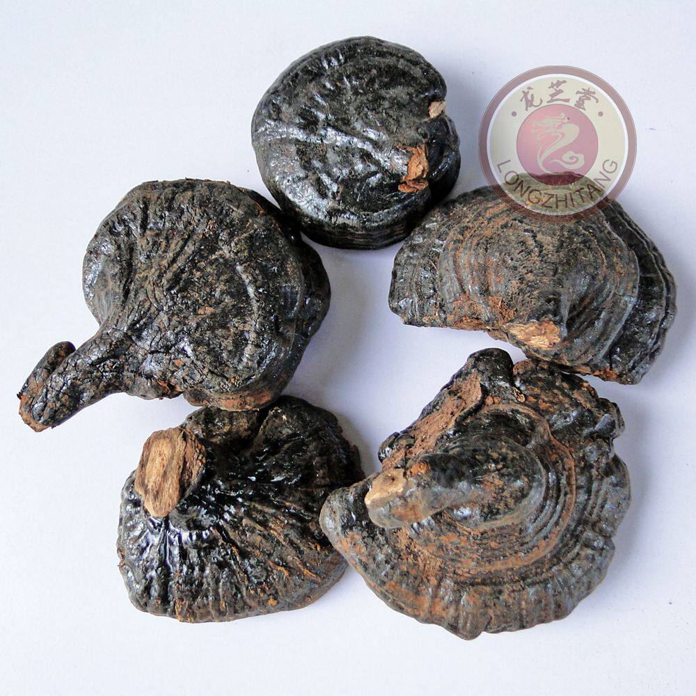 云南野生反柄紫灵芝 紫芝黑灵芝林芝灵芝50克