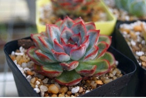 贵族多肉植物 蓝猎户座 货比三家 买贵包退!别人100我卖40!优惠价40.00元,贵族多肉植物精心为您挑选-麦尔网购导航-网购宝