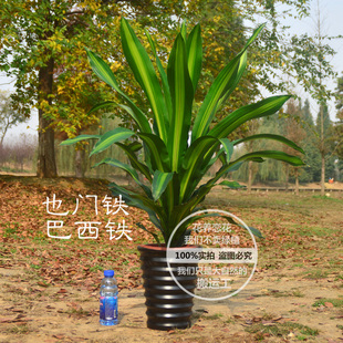 也门铁 香龙血树盆栽 巴西铁金边金心办公室会议室植物大盆景龙铁