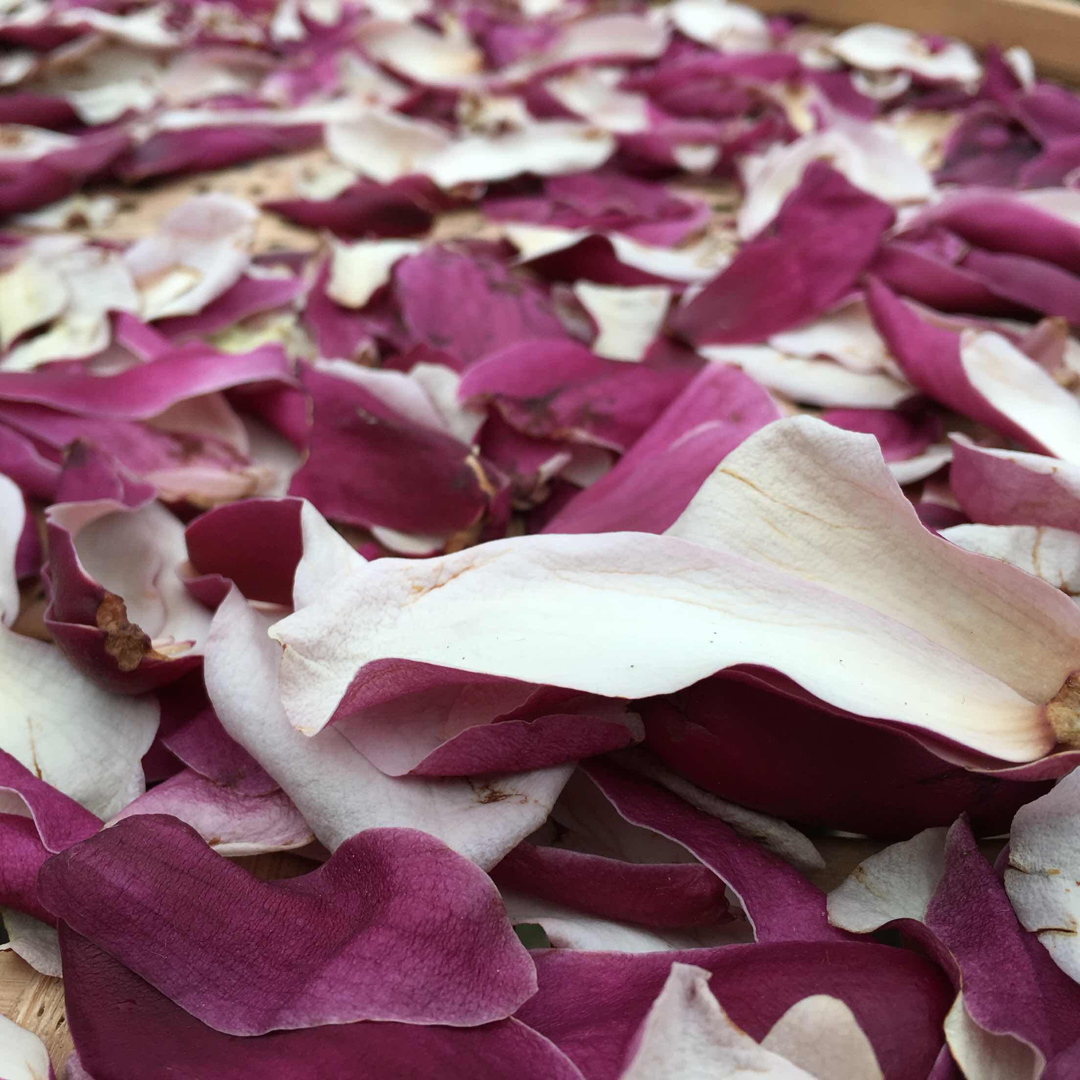 新鲜辛夷花干品 玉兰花望春花野生现采中草药材泡茶泡酒新鲜蓝庄