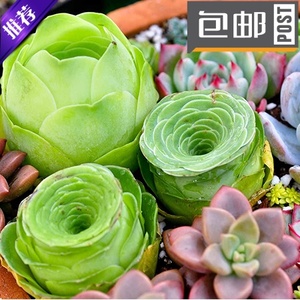 蚂蚁家多肉植物叶片静夜华丽风车吉娃娃露娜莲