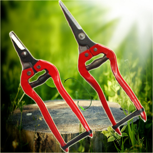 采果剪 柑橘剪 桔子剪刀 不锈钢摘果剪 果园果树