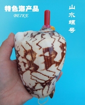 Natural shell conch number conch has colorful colors all over the body Home decoration childrens toys can be blown Oh