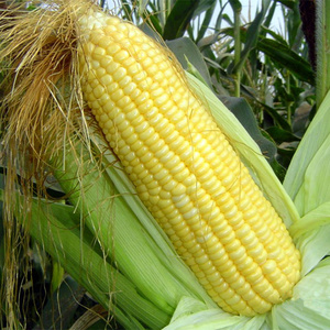 山东鲜玉米老玉米棒笨玉米非糯玉米非水果玉米