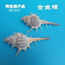 9 9 yuan 7 natural shells conch goldfish snail natural original ecological 6-8 cm fish tank landscaping decoration