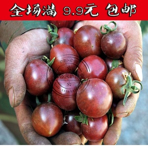 盆栽四季蔬菜种子圣女果黑番茄F1小天色种业