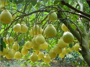 正宗柚子树苗 地栽蜜柚苗嫁接三红心蜜柚树沙