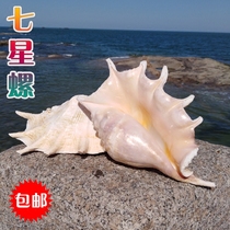 Natural Seasnail Shells Seven Stars Spiriere Spider Snail Fish Tank Building View Collection Gift Home Residence Decoration Pendulum