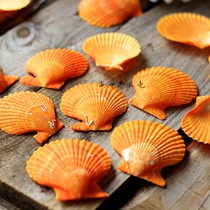 Natural color scallop sheet 3-7cm orange shell sea clam fish tank landscape photography props DIY wall sticker floor