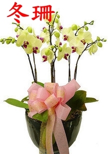 黄蝴蝶兰高档商务台花会议桌花西餐宴会鲜花酒