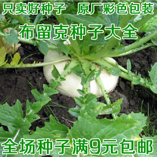 种子 洋大头菜蔬菜籽 东北卜留克种子黄瓢卜留克种子高产土苤蓝种