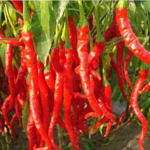 非转基因蔬菜种子 8819线椒种子 红辣椒种子 干