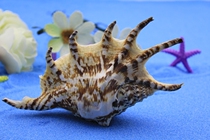 Full 35 seven horned snail fish tank aquarium platform decoration collection natural conch coral shells