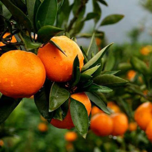 十斤装正宗涌泉蜜桔新鲜水果无核桔子黄岩蜜橘