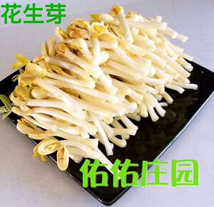 水培花生芽苗菜种子 无土栽培 绿色蔬菜 带壳花