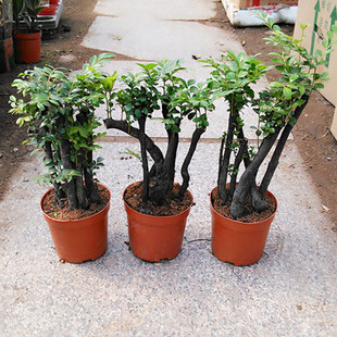 小叶紫檀盆景盆栽树苗绿植物树桩黑骨茶室内阳台桌面四季常青耐寒图片