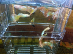 孔雀鱼 蛇王 马赛克白子孔雀鱼鱼苗观赏鱼 视频