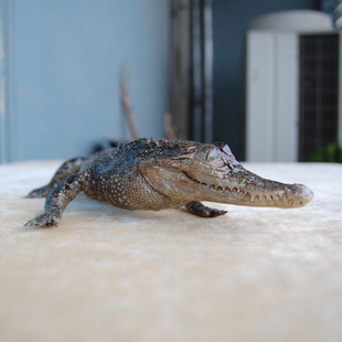 工艺品 摆件摆饰 真鳄鱼皮标本 个性礼品 汽车装饰品 动物标本工艺品