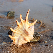 Natural conch shell seven horns snail Mediterranean home platform ornaments decoration fish tank aquarium aquarium landscaping props