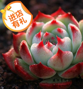 暖阳多肉园 吉娃娃多肉植物 防辐射办公室奇趣