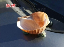 Conch shell flower spotted snail shell fish tank landscape decoration storage box flower pot variety meat potted container beach shell