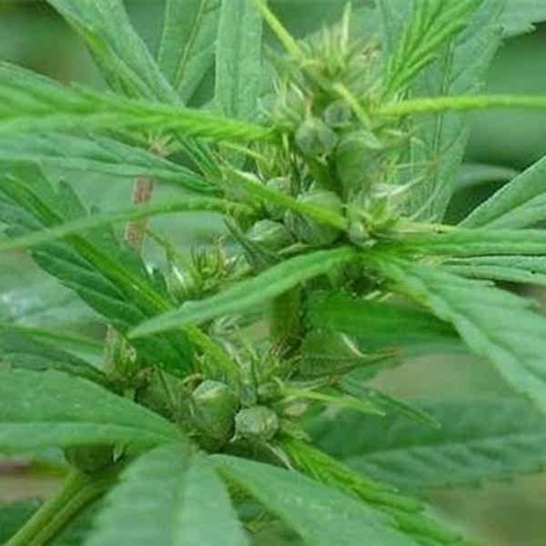 火麻仁盆栽室内苗花卉阳台花观花植物