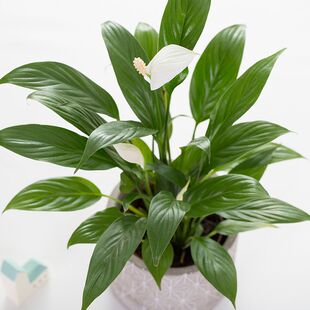 白掌带盆栽好鲜花园艺卧室盆栽小桌面小绿植物办公室花卉一帆风顺