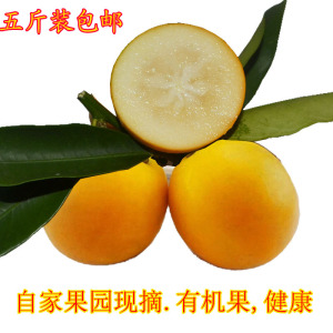 应季广西特产融安金桔滑皮金桔脆皮金钱桔新鲜