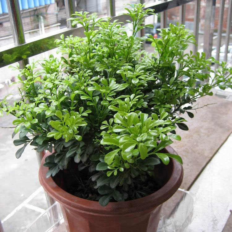 室内客厅开花植物 芳香浓郁米兰 米仔兰 鱼子兰 高档盆景绿植盆栽