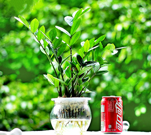 金钱树招财树绿植花卉小型绿植桌面绿植办公室