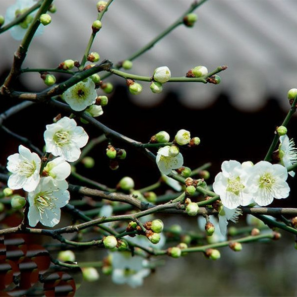 花怡坊绿梅花盆栽