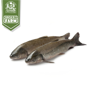 斤左右 新鲜水产 鲜活海鲜 活鱼 成都同城配送