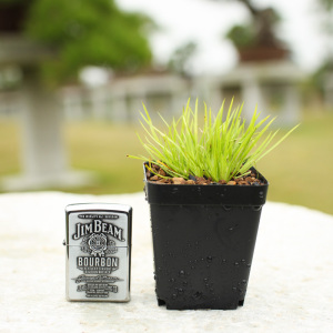 黄金姬菖蒲 日本进口 林夕盆景优惠价350.00元