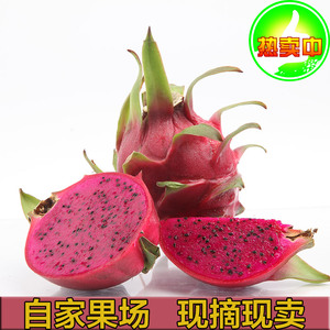 现摘现发!广东茂名当季新鲜水果红心火龙果精