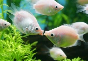 接吻鱼 吻嘴鱼 白色接吻鱼 彩色接吻鱼 观赏鱼 