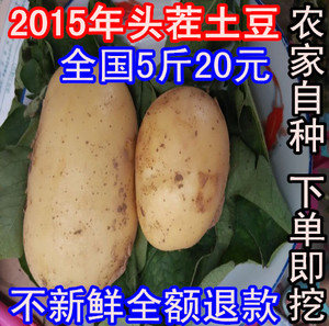 新鲜土豆农家自种非转基因新鲜迷你小土豆新鲜