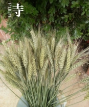 Natural ear of wheat dried flower bouquet opening barley Pastoral decoration gift Shooting props Ear of rice dried flower real flower