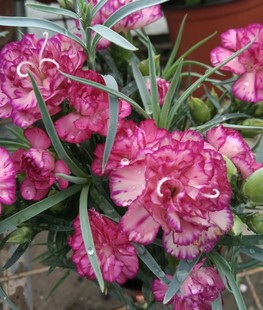 康乃馨 -特价多头多花切花康乃馨 [珍珍]128穴小苗