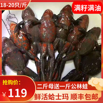 Living frog northeast husk toad live red belly toad hashma whole mother whole seed living stone toad 500g