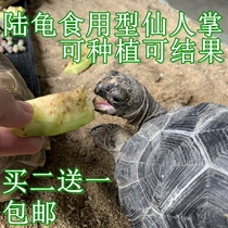 Fleshy fresh cactus tortoise tortoise food natural pesticide-free can be grown buy two get one
