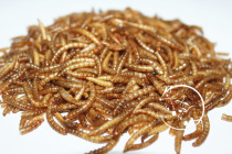 (NONO special mouse) Flower Branch mouse hamster bear snack bread worm dried yellow mealworm dry nutritional food 50g