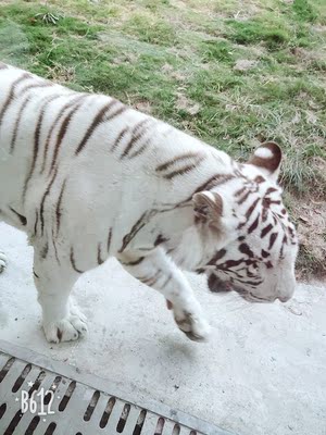 还不错，很适合夏天穿，送给婆婆的，弹性很好价格也挺便宜