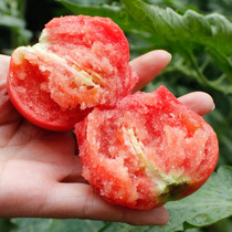 Farmhouse grown fruit tomatoes freshly eaten with sand pulp Big tomatoes with boxes 5 catties